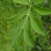 Solanum seaforthianum Andrews